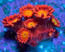 Load image into Gallery viewer, FK Glitter Inferno Goniopora Frag Aussie (Ultra Color)