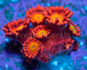 FK Glitter Inferno Goniopora Frag Aussie (Ultra Color)