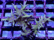Carregar imagem no visualizador da galeria, Green &amp; Blue Seriatopora hystrix – Frag (Similar to Photo)