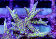 Carregar imagem no visualizador da galeria, Green &amp; Blue Seriatopora hystrix – Frag (Similar to Photo)