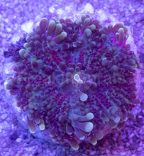 Load image into Gallery viewer, Purple Ricordea yuma – Frag (Similar to Photo)