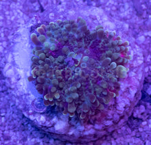 Load image into Gallery viewer, Purple Ricordea yuma – Frag (Similar to Photo)