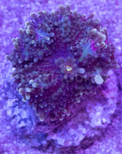 Load image into Gallery viewer, Purple Ricordea yuma – Frag (Similar to Photo)