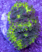 Carregar imagem no visualizador da galeria, Toxic Green Ricordea yuma – Frag (Similar to Photo)