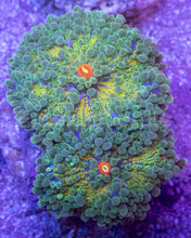 Load image into Gallery viewer, Green &amp; Yellow Ricordea yuma with Orange Mouth – Frag (Similar to Photo)