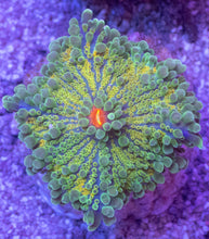 Load image into Gallery viewer, Green &amp; Yellow Ricordea yuma with Orange Mouth – Frag (Similar to Photo)