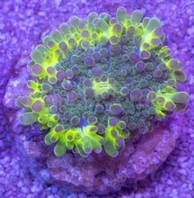 Carregar imagem no visualizador da galeria, Toxic Green Ricordea yuma – Frag (Similar to Photo)