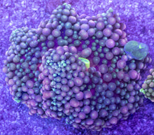 Load image into Gallery viewer, Green &amp; Pink Ricordea florida with Yellow Mouth – Frag (Similar to Photo)