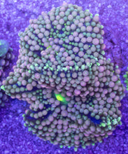 Load image into Gallery viewer, Green &amp; Pink Ricordea florida with Yellow Mouth – Frag (Similar to Photo)
