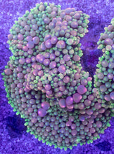 Load image into Gallery viewer, Green &amp; Pink Ricordea florida with Yellow Mouth – Frag (Similar to Photo)