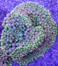 Load image into Gallery viewer, Green &amp; Pink Ricordea florida with Yellow Mouth – Frag (Similar to Photo)