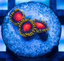 Load image into Gallery viewer, Yellow Brick Road Zoanthus – Frag WYSIWYG