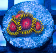 Carregar imagem no visualizador da galeria, Speckled Solar Explosion Zoanthus – Frag WYSIWYG