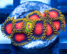 Load image into Gallery viewer, Yellow Brick Road Zoanthus – Frag WYSIWYG