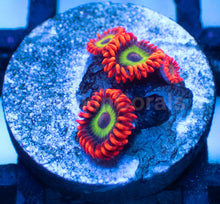 Load image into Gallery viewer, ason Fox Vegas Strip Zoanthids – Frag WYSIWYG