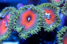 Load image into Gallery viewer, Captain America Zoanthus – Frag WYSIWYG