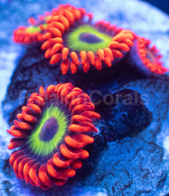 Load image into Gallery viewer, ason Fox Vegas Strip Zoanthids – Frag WYSIWYG