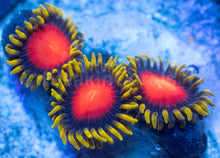 Load image into Gallery viewer, Yellow Brick Road Zoanthus – Frag WYSIWYG