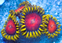 Carregar imagem no visualizador da galeria, Speckled Solar Explosion Zoanthus – Frag WYSIWYG