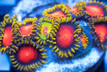 Load image into Gallery viewer, Yellow Brick Road Zoanthus – Frag WYSIWYG