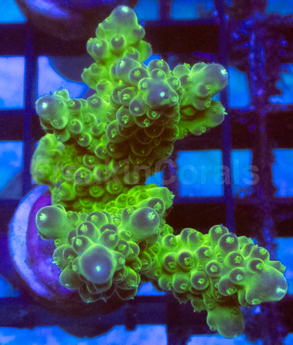 Green Slime Acropora