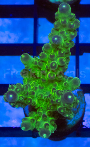 Green Slime Acropora