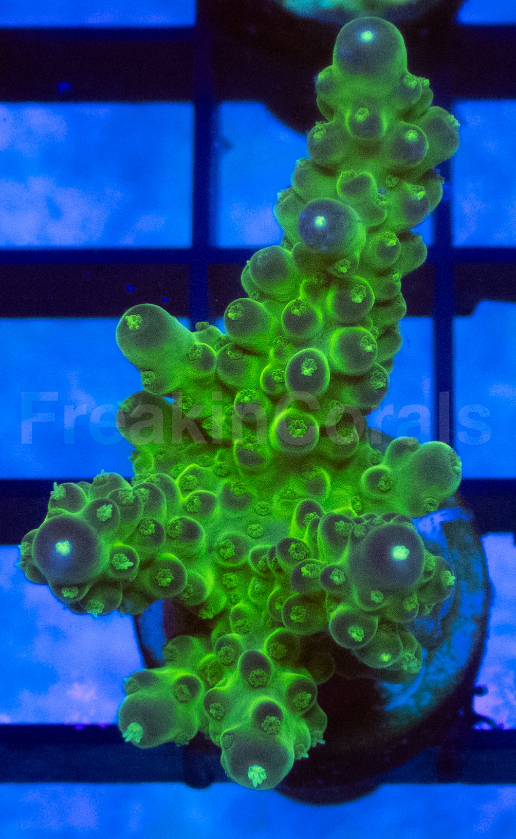 Green Slime Acropora
