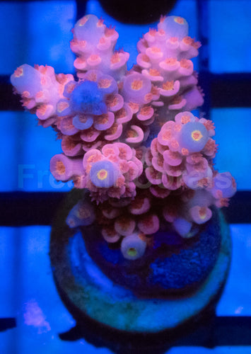 Jigglypuff Tenuis Acropora