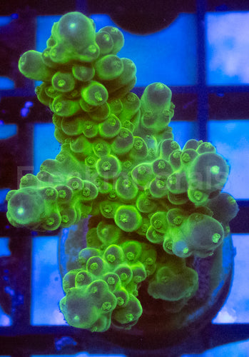 Green Slime Acropora