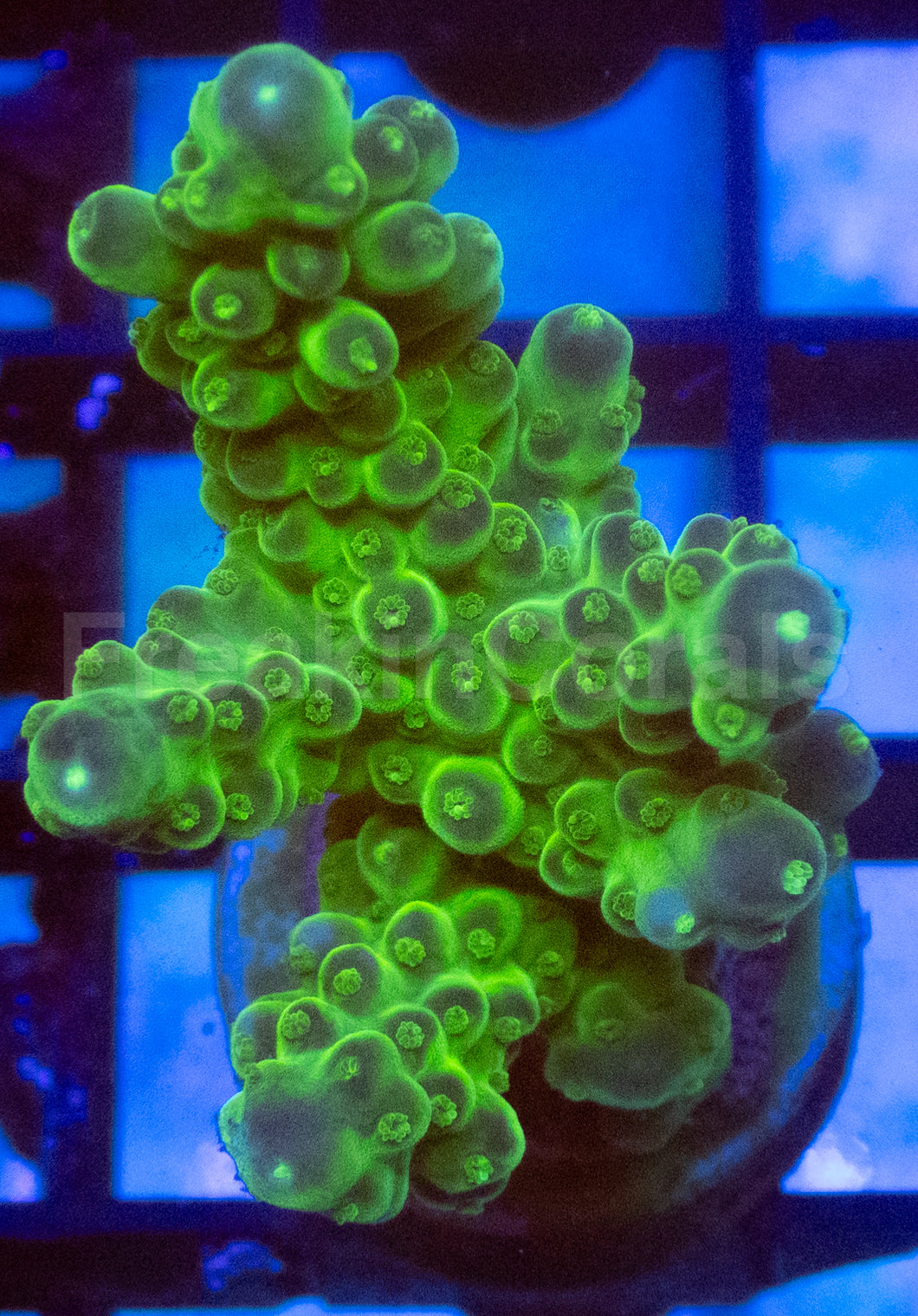 Green Slime Acropora