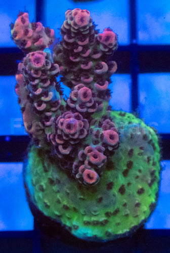 Hyacinthus Red & Green Acropora