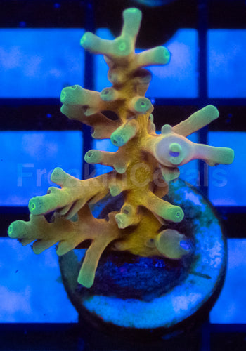 Golden Dragon Echinata