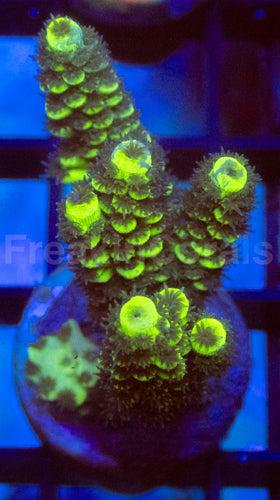 Fusion Tenuis Acropora