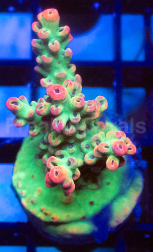 Strawberry Shortcake Acropora