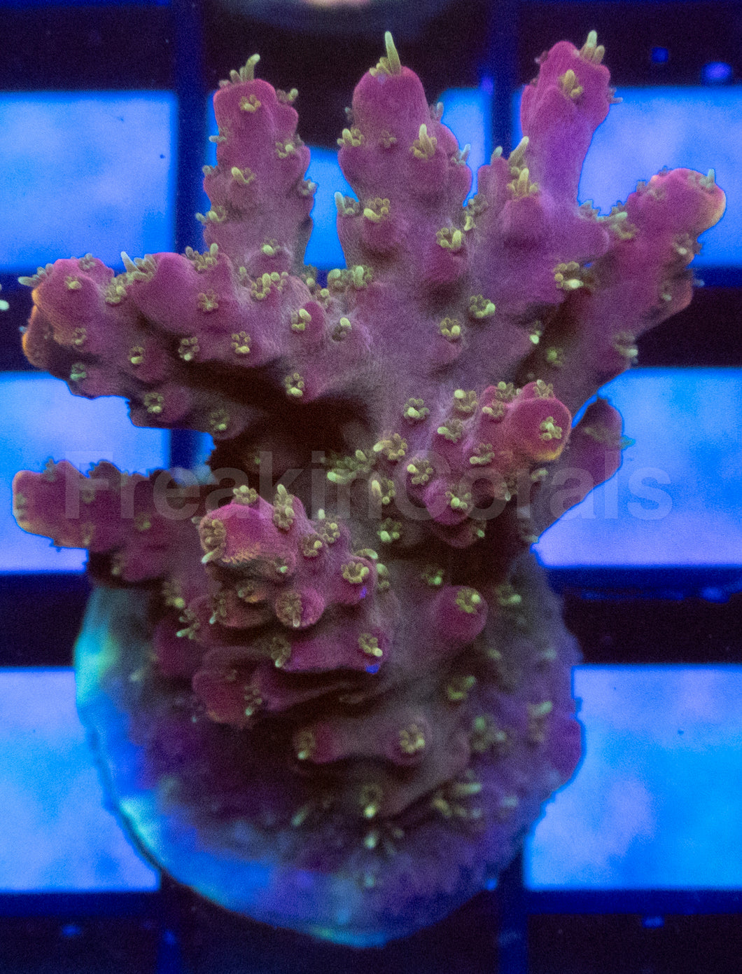 Purple Horrida Acropora