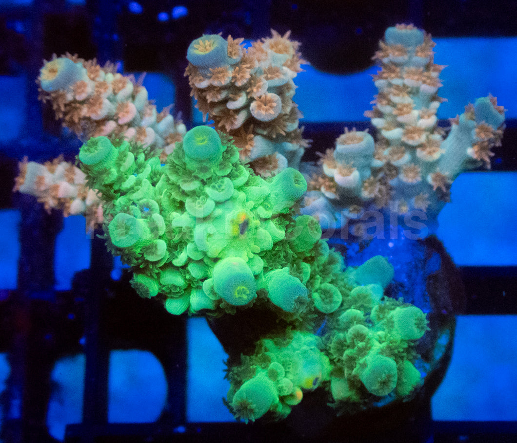 Tierra Land & Toxic Green Tenuis Acropora Duo
