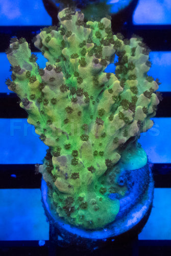Green & Brown Acropora