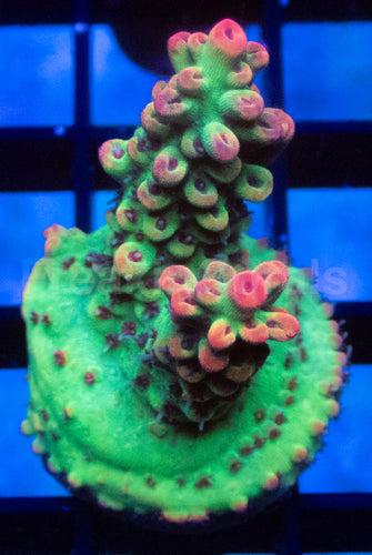 Strawberry Shortcake Acropora