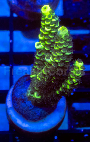 Fusion Tenuis Acropora
