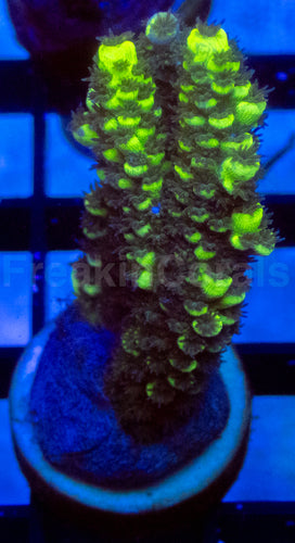 Fusion Tenuis Acropora
