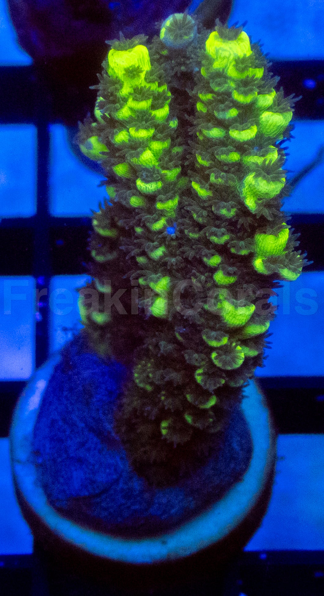 Fusion Tenuis Acropora