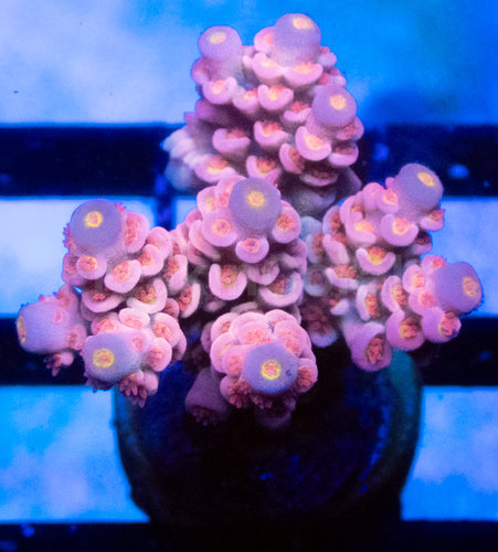 Jigglypuff Tenuis Acropora