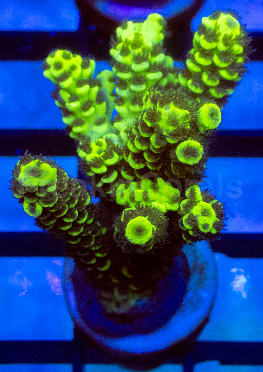 Fusion Tenuis Acropora
