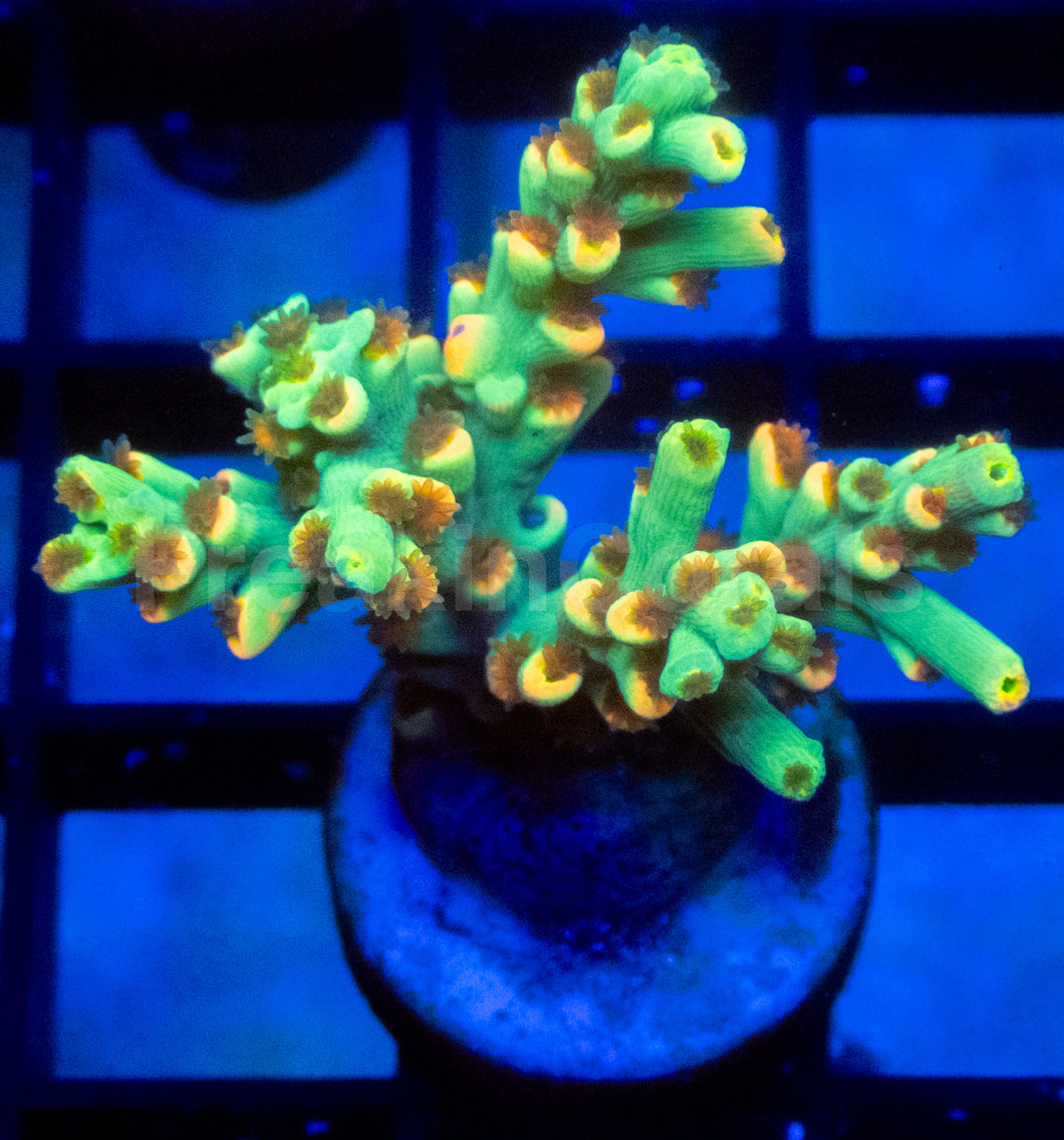 Flaming Sunrise Speciosa Acropora