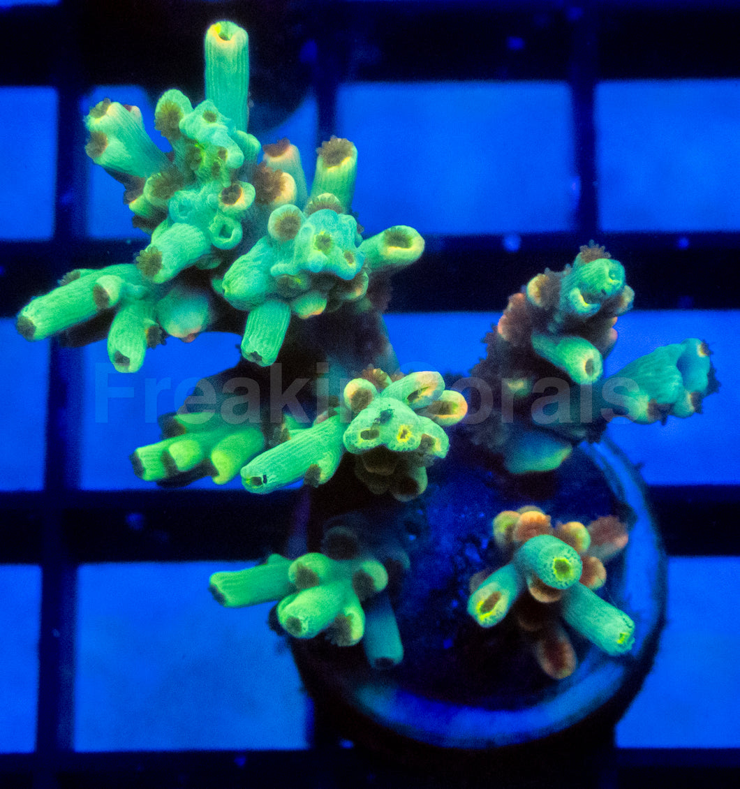 Flaming Sunrise Speciosa Acropora