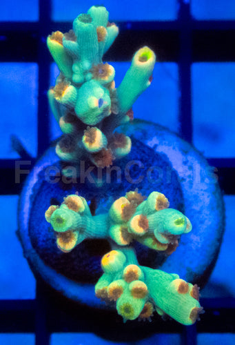 Flaming Sunrise Speciosa Acropora