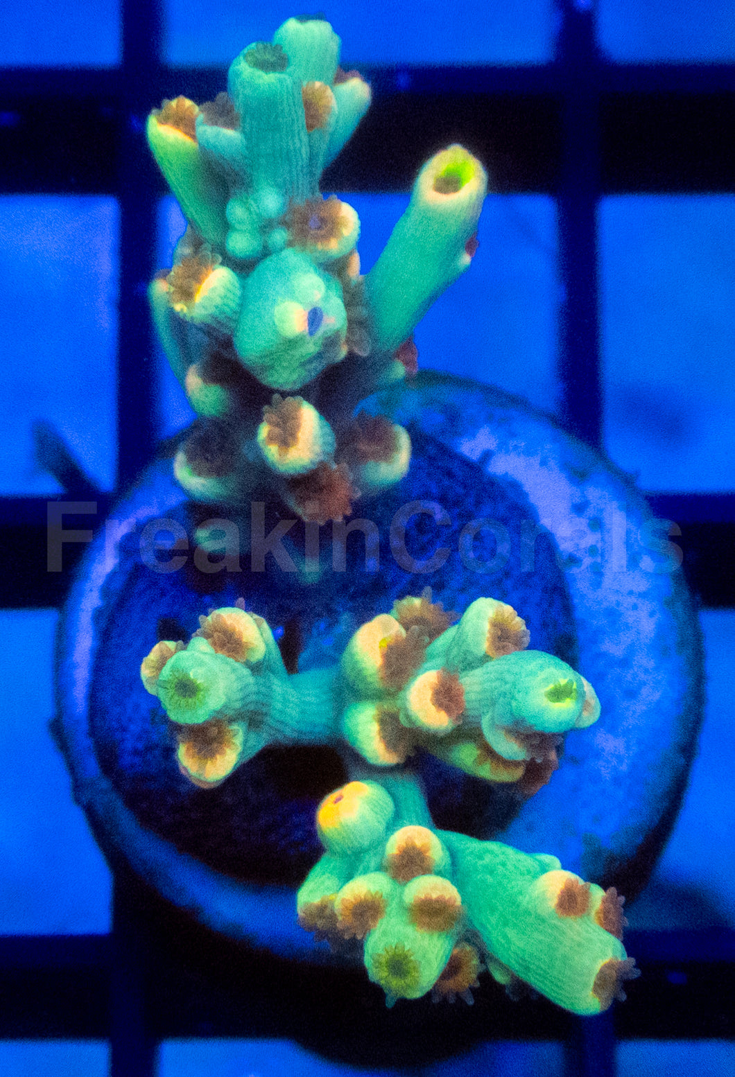 Flaming Sunrise Speciosa Acropora