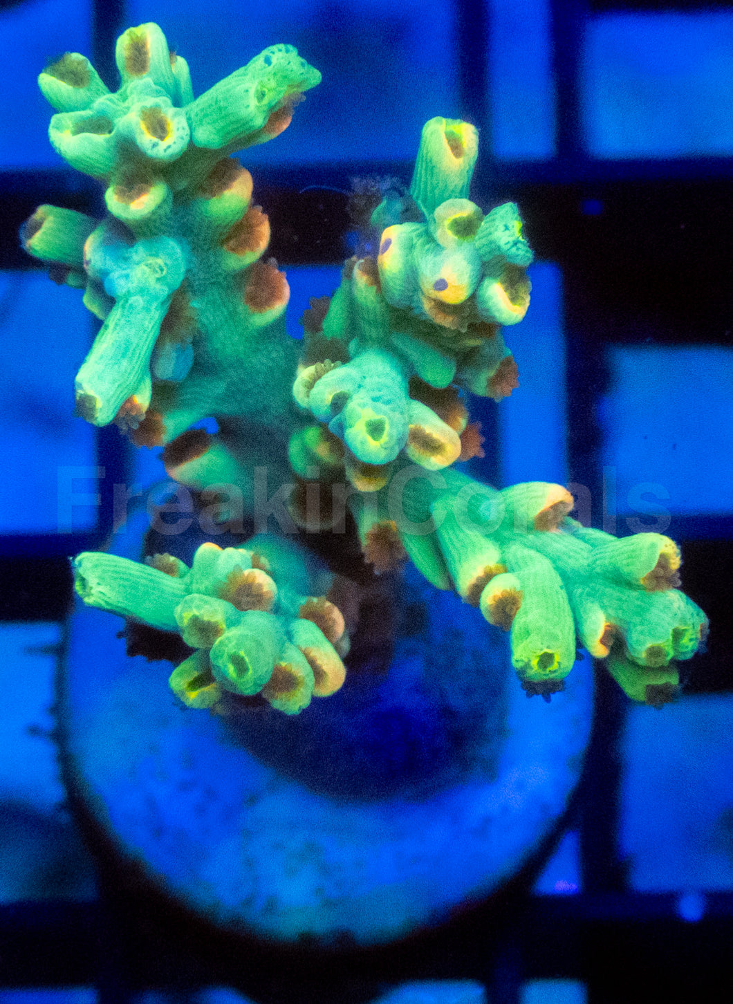 Flaming Sunrise Speciosa Acropora