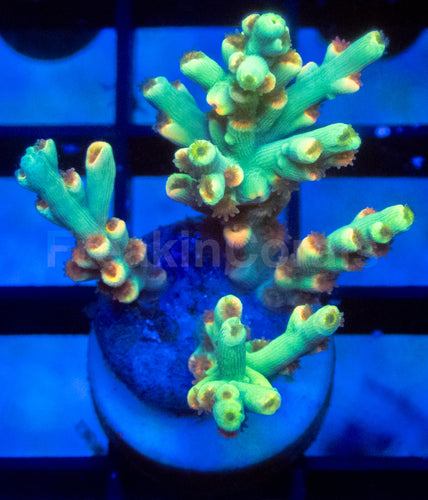 Flaming Sunrise Speciosa Acropora