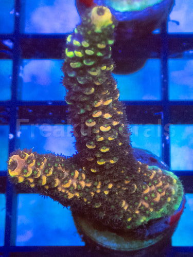 Orange Metal Staghorn Acropora